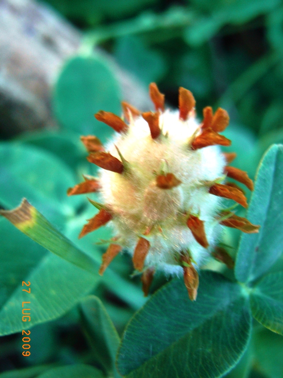 Trifolium fragiferum